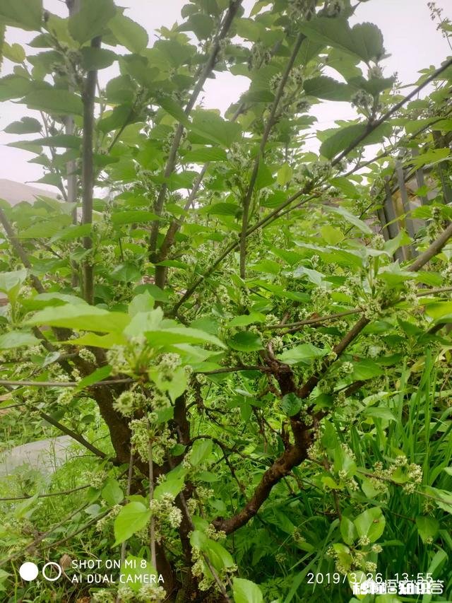 桑葚是什么时候种植的种植桑葚需要注意些什么