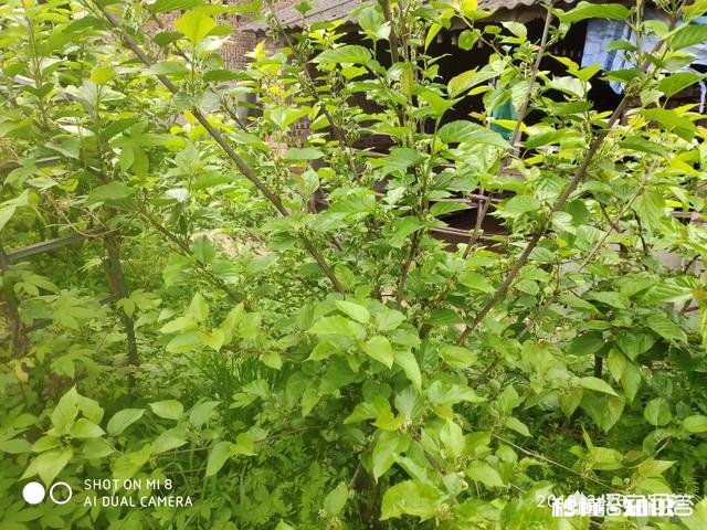 桑葚是什么时候种植的种植桑葚需要注意些什么