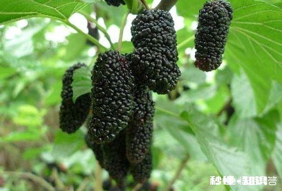 桑葚是什么时候种植的种植桑葚需要注意些什么