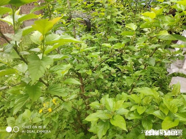 桑葚是什么时候种植的种植桑葚需要注意些什么