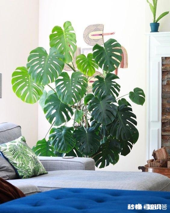 姬龟背竹繁殖方法有哪些