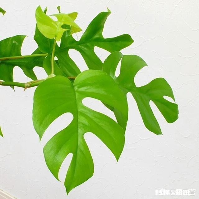 姬龟背竹繁殖方法有哪些