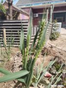 现在冬小麦正是扬花期，这几天经常刮风，对小麦增产有多大影响