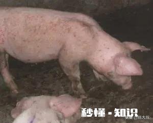 猪圆环病毒感染非常普遍,为何至今难以被净化