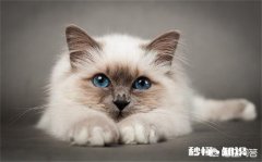 猫咪的鼻支症状会导致眼睛发炎吗