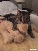 我家公猫绝育已经2年多，为什么还是会到处放味道，崩溃！有谁能帮忙解答或者给建议