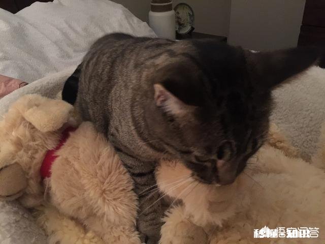 我家公猫绝育已经2年多，为什么还是会到处放味道，崩溃！有谁能帮忙解答或者给建议