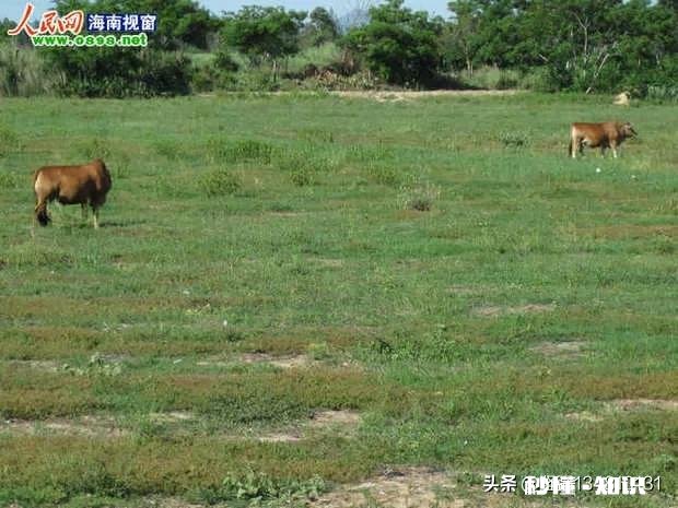为什么一些人租了地荒着也不种呢