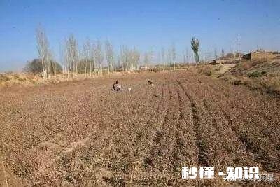 为什么一些人租了地荒着也不种呢