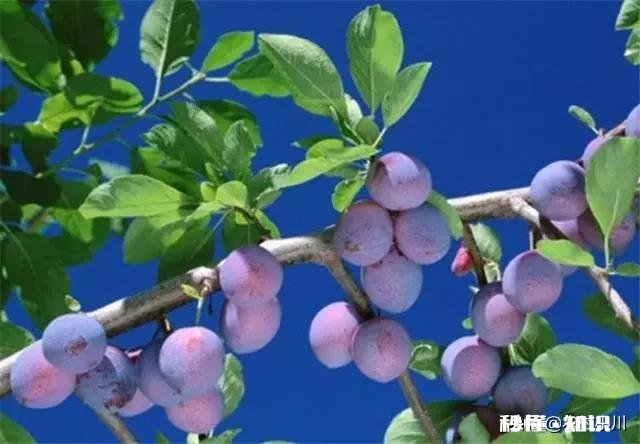 李子种植适合在什么海拔，适合什么气候