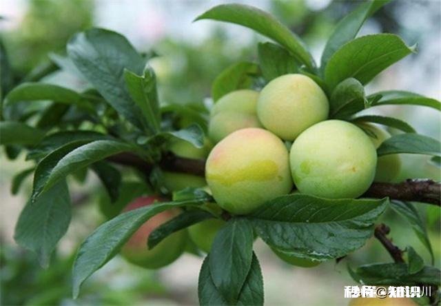 李子种植适合在什么海拔，适合什么气候