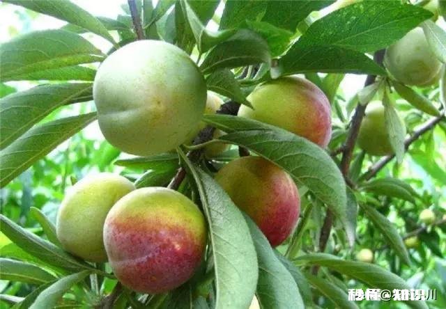 李子种植适合在什么海拔，适合什么气候