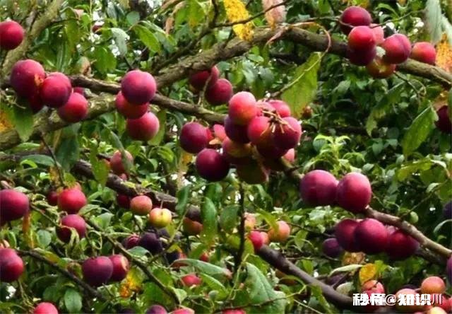 李子种植适合在什么海拔，适合什么气候