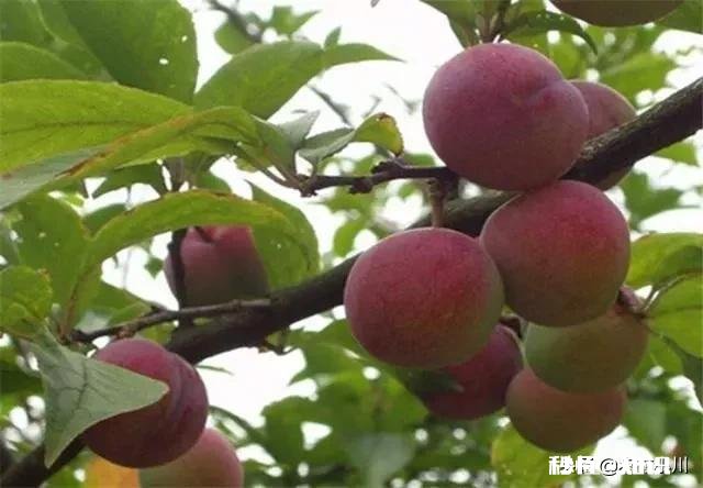 李子种植适合在什么海拔，适合什么气候