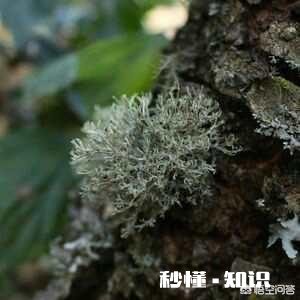 你最喜欢父母做的啥菜