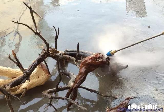 剥了皮的根雕能泡水吗