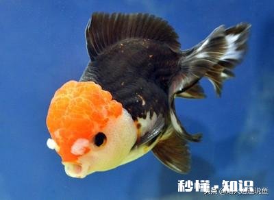 为什么我养的观赏鱼自己掉鳞多,是怎么回事