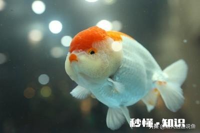 为什么我养的观赏鱼自己掉鳞多,是怎么回事