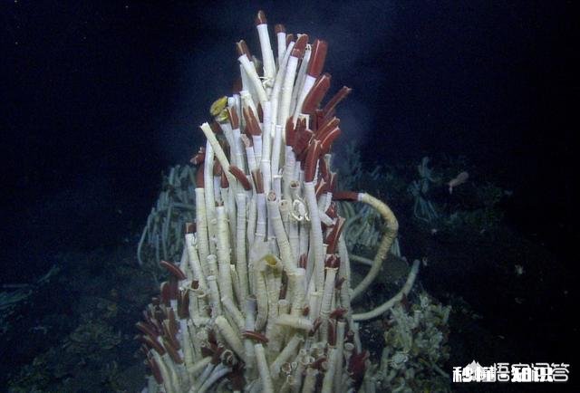 如果地球磁场消失，会怎么样