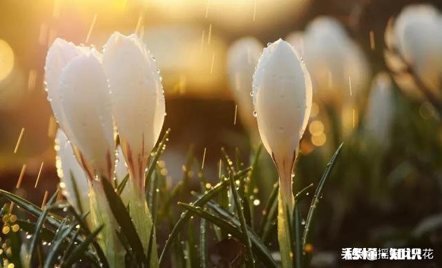 婆婆总想回老家，不想在城里帮我带娃，我该怎么办