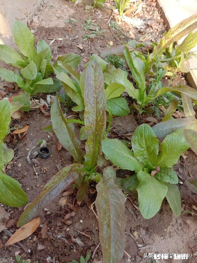 婆婆总想回老家，不想在城里帮我带娃，我该怎么办