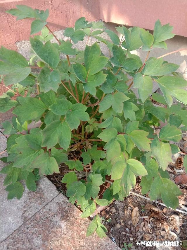 婆婆总想回老家，不想在城里帮我带娃，我该怎么办