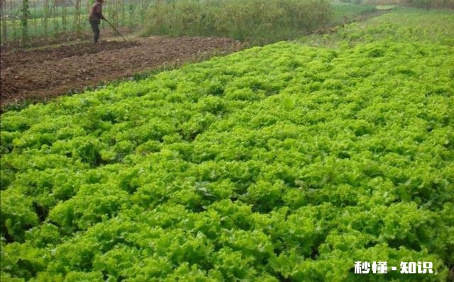 农村人搞种植，为什么赚不到大钱农民都遇到了哪些误区