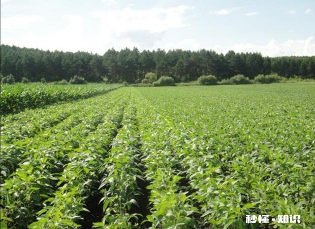 农村人搞种植，为什么赚不到大钱农民都遇到了哪些误区