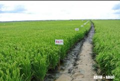 农村人搞种植，为什么赚不到大钱农民都遇到了哪些误区