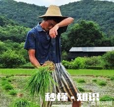 农村人搞种植，为什么赚不到大钱农民都遇到了哪些误区