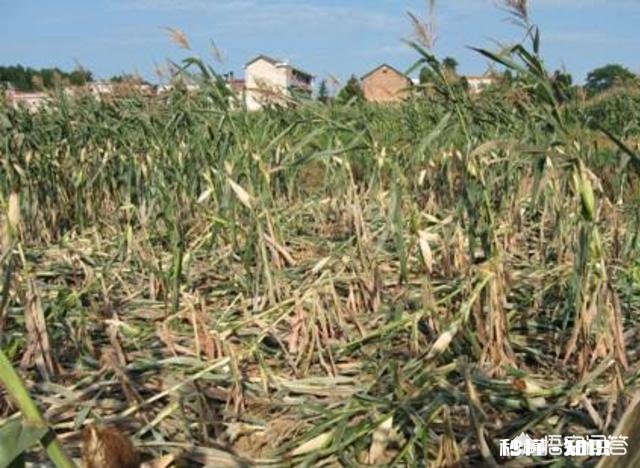现在的玉米还需要打矮壮素吗