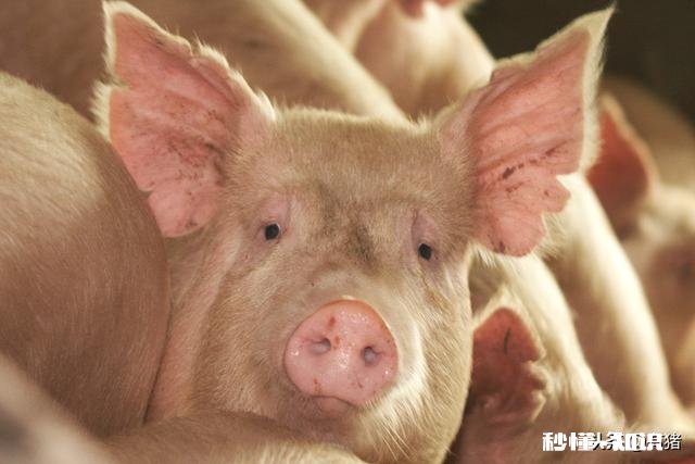 猪得猪瘟了能活多久
