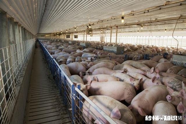 猪得猪瘟了能活多久