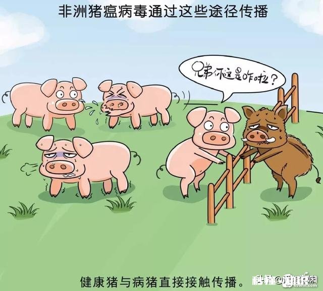 猪得猪瘟了能活多久