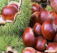 板栗树是嫁接的吗如何种植