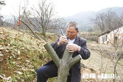 板栗树是嫁接的吗如何种植