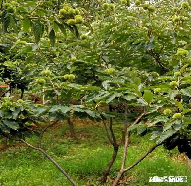 板栗树是嫁接的吗如何种植