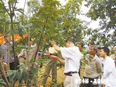 板栗树是嫁接的吗如何种植