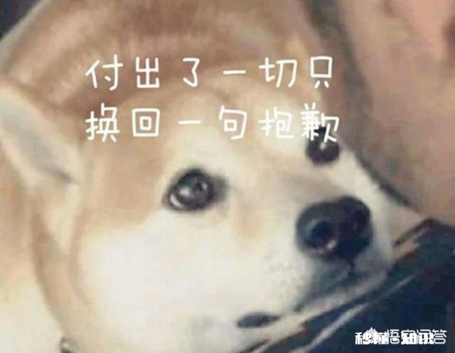 男生追女生的时候应不应该当舔狗