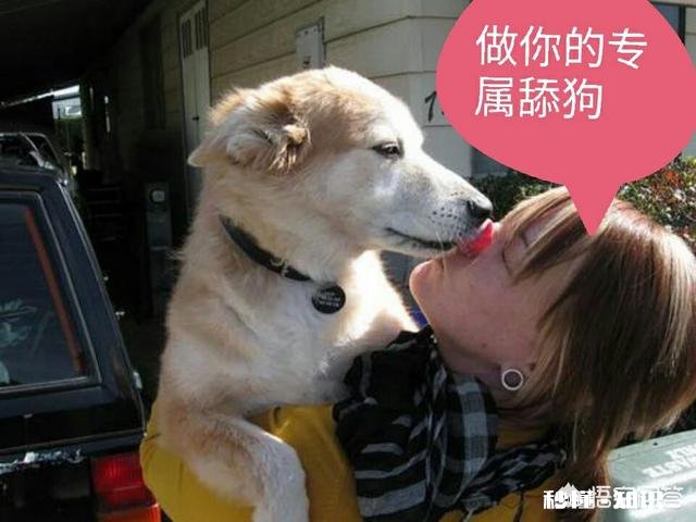 男生追女生的时候应不应该当舔狗