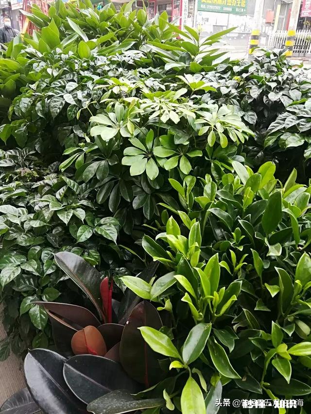 做头条音频怎样找素材