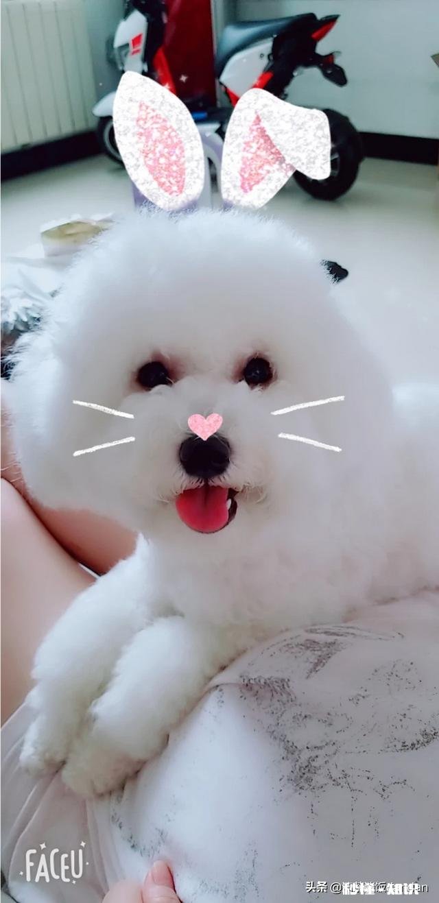 狗狗有什么样的行为，值得人们去珍惜呢