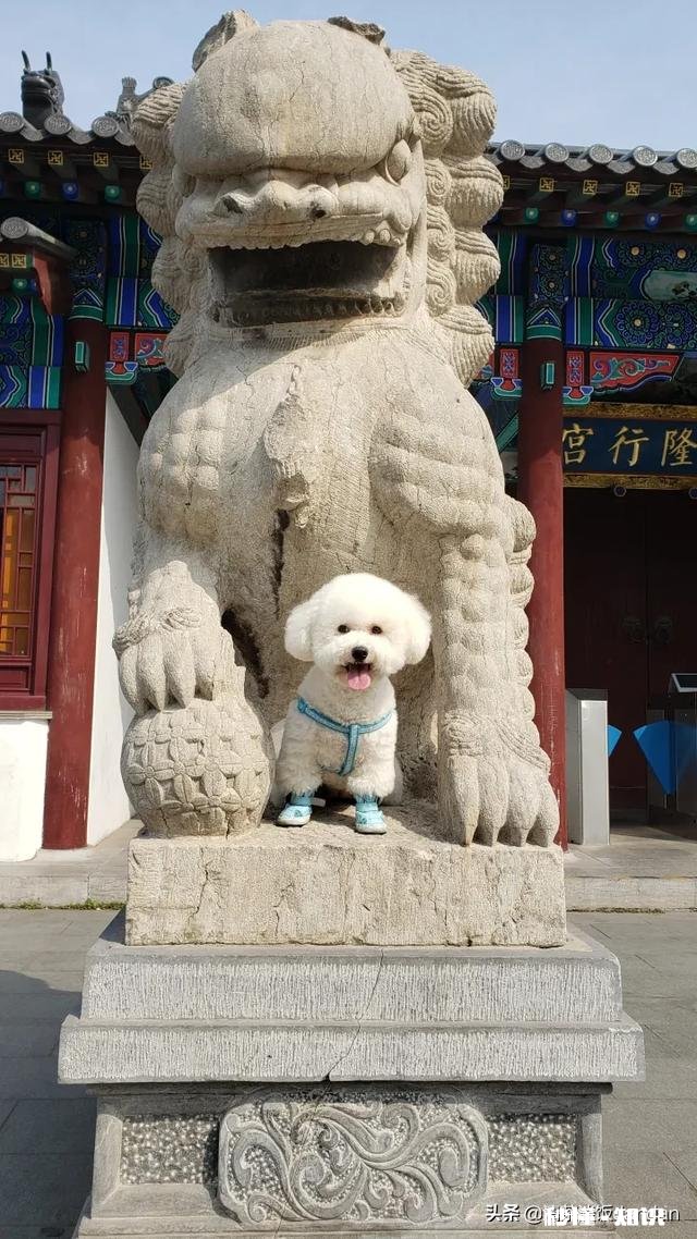 狗狗有什么样的行为，值得人们去珍惜呢