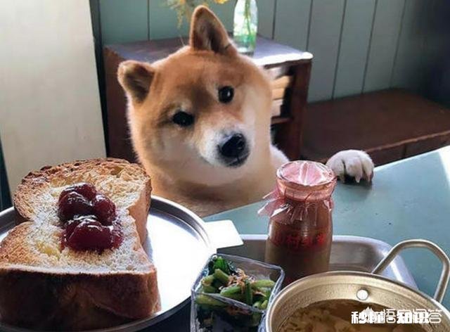 狗狗有什么样的行为，值得人们去珍惜呢