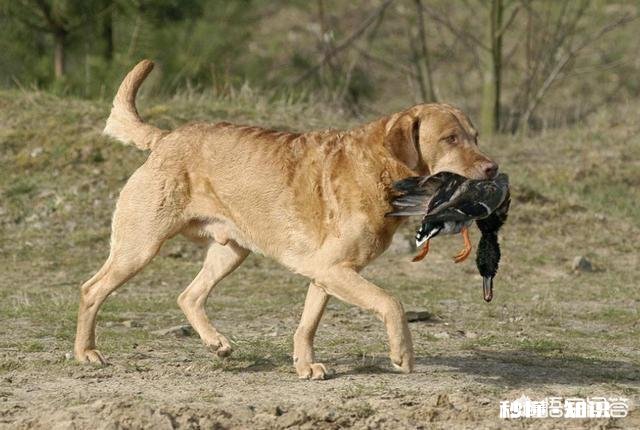 狗狗有什么样的行为，值得人们去珍惜呢