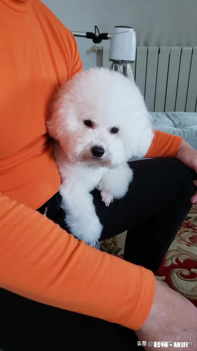 狗狗有什么样的行为，值得人们去珍惜呢