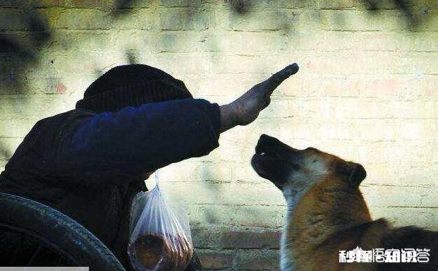 狗狗有什么样的行为，值得人们去珍惜呢