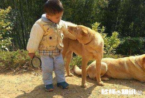 狗狗有什么样的行为，值得人们去珍惜呢