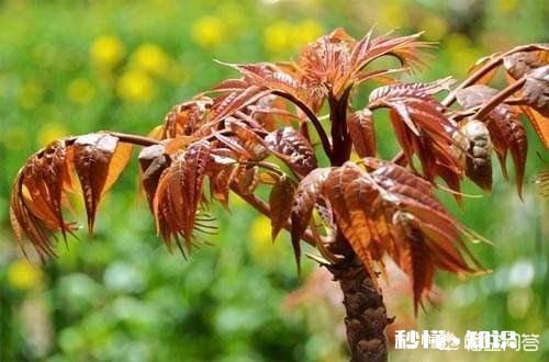 香椿为什么那么贵怎么种植在哪里能种植