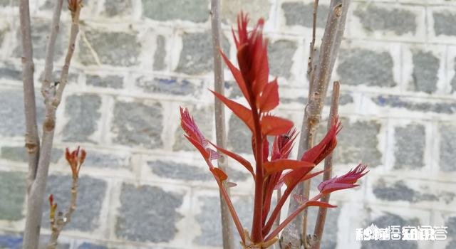 香椿为什么那么贵怎么种植在哪里能种植